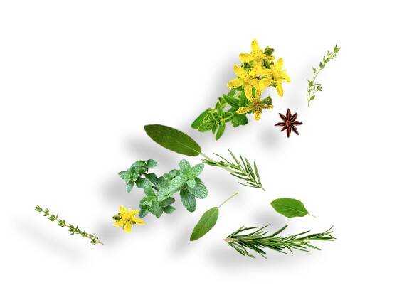 herbs