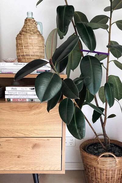 Rubber plants can survive low light areas | Dossier Blog