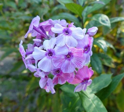Phlox paniculata L. - Portale della Flora d'Italia / Portal to the Flora of Italy
