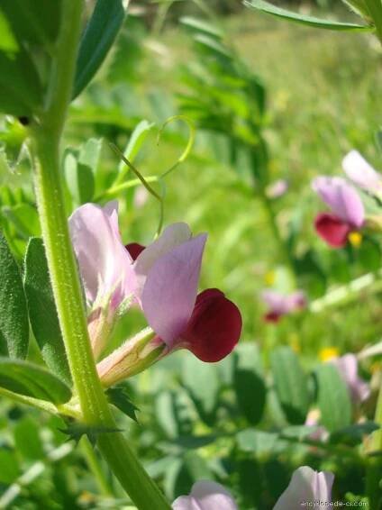 Vikev setá (Vicia sativa)