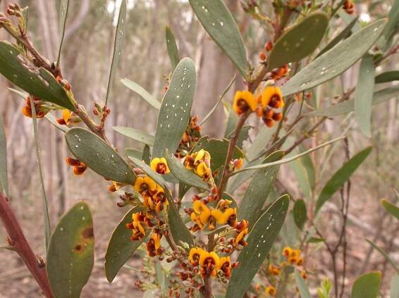Daviesia mimosoides