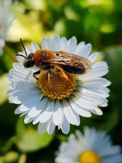 Why do we need to meet the #BeesNeeds?