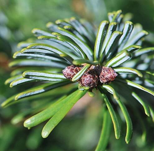 Fotogalerie DF: abies nordmanniana; 1
