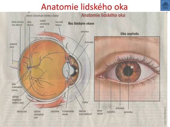 PPT - Oko PowerPoint Presentation, free download - ID:465119