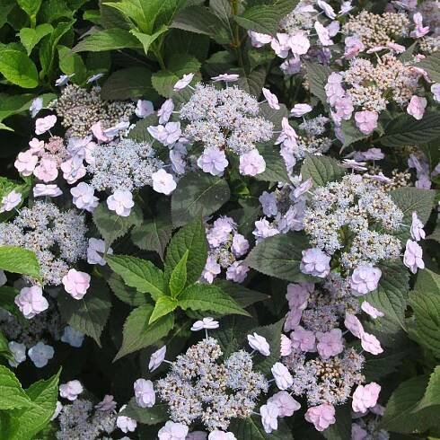 Close-up of several blue lacecap blooms of Tiny Tuff Stuff mountain hydrangea
