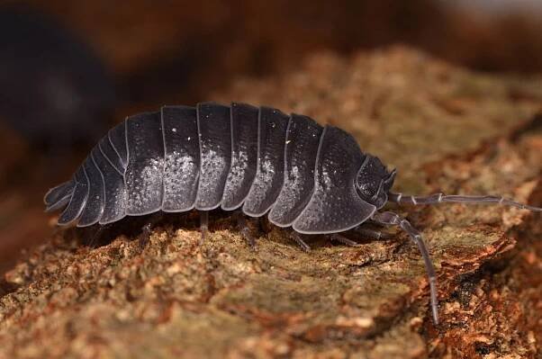 Are Pill Bugs Dangerous? - TriGuard Pest Control