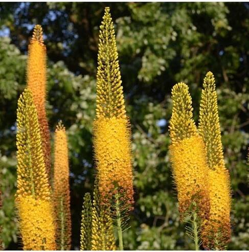 Liliochvostec úzkolistý Kleopatra - Eremurus - prodej kořenových hlíz - 1 ks