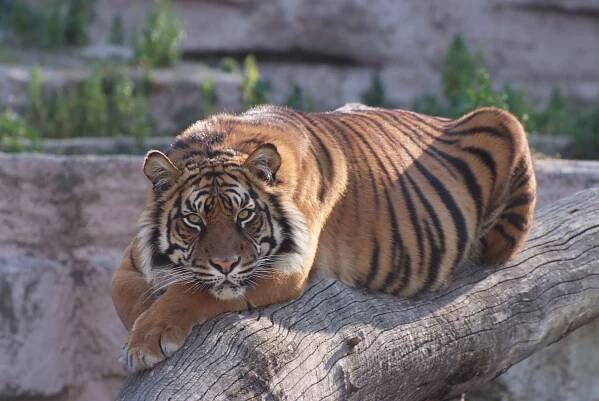 Zoo v Barceloně - fotografie, cena, otevírací doba. Jak se dostat do Zoo Barcelona