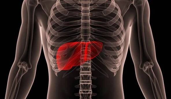 lidská vnitřní trávicí orgán jaterní anatomie jater - hepatitida c - stock snímky, obrázky a fotky