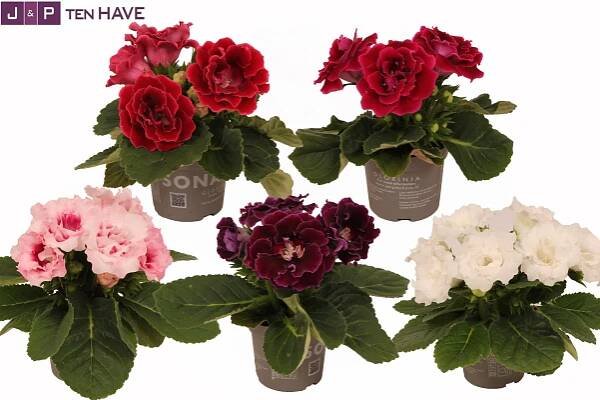 Gloxinia Sonata mix - Kvety VICTOR