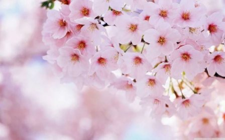 Třešňové květy znovuzrozené na jaře stáhnout