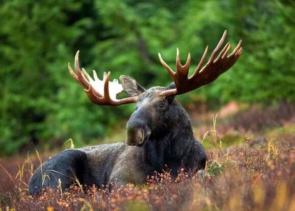 Mammals on ZME Science