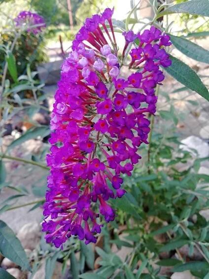MOTÝLÍ KEŘ - KOMULE - BUDDLEJA ´ROYAL RED´ - Dům a zahrada
