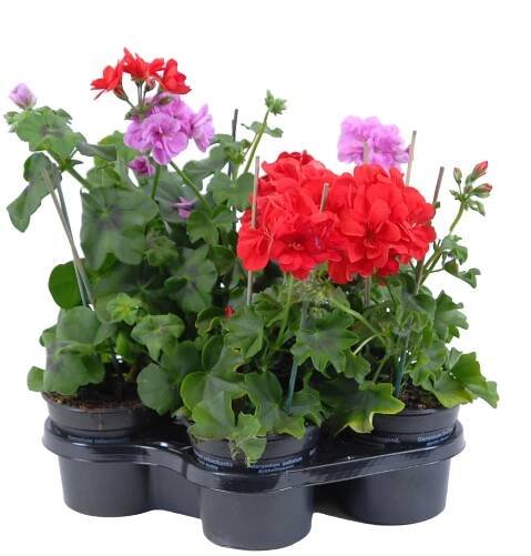 Muškát převislý - Pelargonie štítnatá (Pelargonium peltatum) mix pr. 10,5 cm