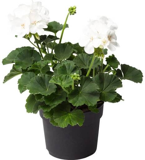 OBI SELECTION Pelargonie Americana White průměr květináče cca 13 cm