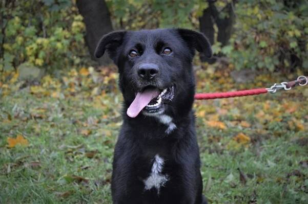 Psi k adopci z útulků, azylů a neziskových organizací