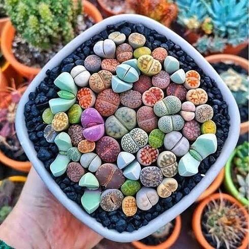 Sada pro pěstování rostlin Živé kameny LITHOPS semena sukulenty Barvy Styl japonská zahrada moderní zahrada skalka středomořská zahrada