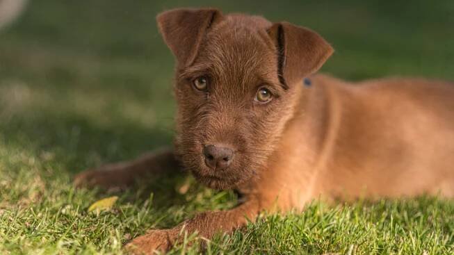 Patterdale teriér