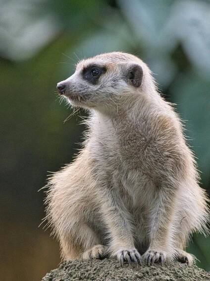 Základová fotografie na téma africké divoké zvěře, afrika, alfa samec, amhara, biodiverzity, čenich, cercopithecidae, chlupatý