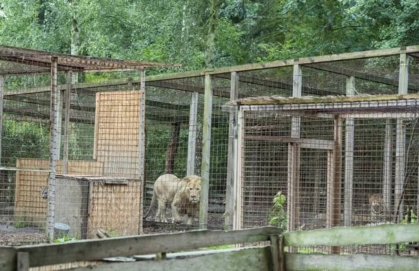 Zastřelený lev Lojza: Zoopark ve Zvoli u Prahy je černou stavbou, dávno tam neměl být!