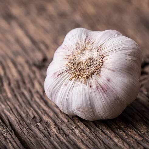 Sadbový česnek Dukát - Allium sativum - paličák - cibule česneku - 1 balení