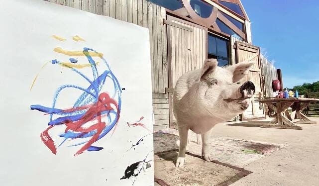 Pigcasso | Gallery
