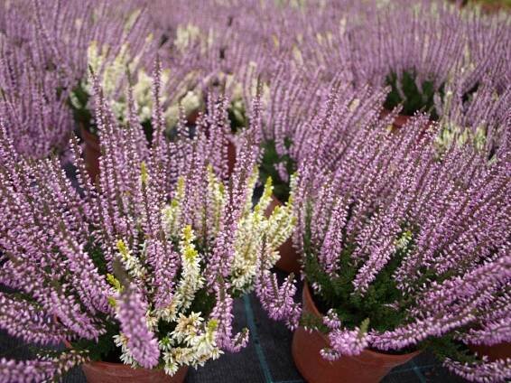 Calluna vulgaris Garden Girls - Vřes obecný dvoubarevný - fialová a bílá - Levandule online