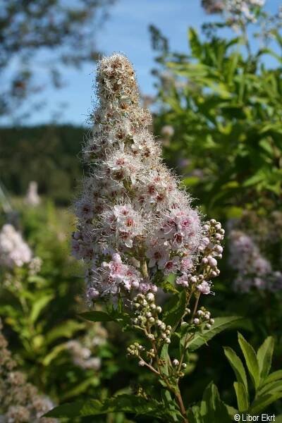 Spiraea alba | Květena Šumavy