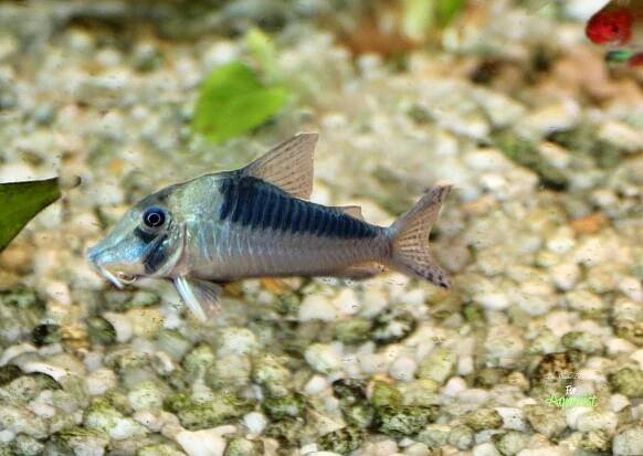 Corydoras burgessi - Ve stínu Burgesse: Tajemství pancéřníčků z Rio Negro