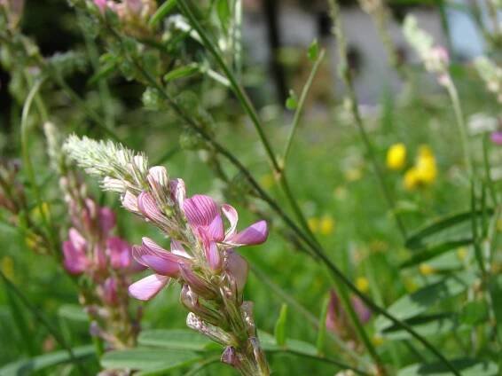 bobovité- FABACEAE – 4. stránka – PlantaNaturalis.com
