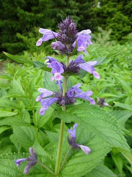 Šanta - Nepeta subsessilis