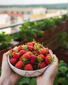 Jak si vypěstovat jahody na balkoně