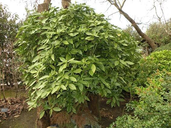 Aucuba japonica var. variegata