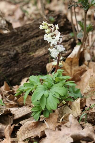 Soubor:Corydalis cava TK 3.jpg