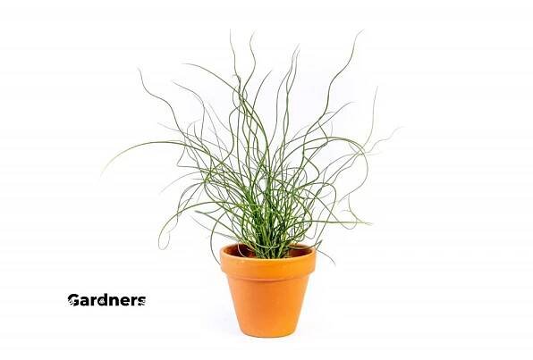 Gardners Juncus effusus Spiralis, průměr 6 cm