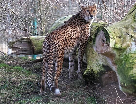 V plzeňské zoo vypustili do výběhu nové gepardy, dvě samice přijely z Francie