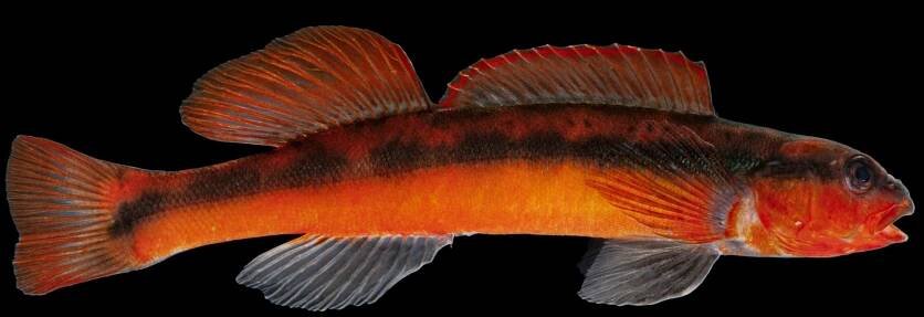 These 5 lesser-known species may vanish. If they do, we’re all in trouble. | National Geographic
