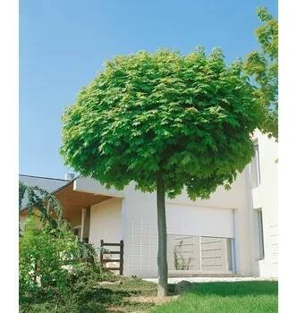 Acer platanoides 'Globosum' Kontejner 5 l, v. kmínku 80 cm