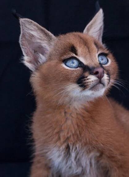 Close-up of a Beautiful Cat with Blue Eyes