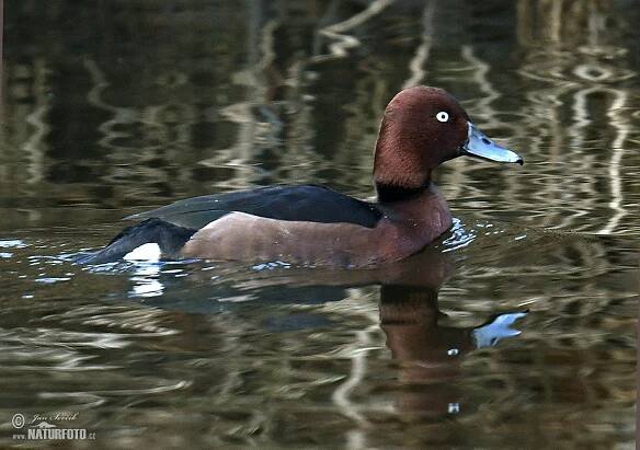 Polák malý | Naturfoto.cz