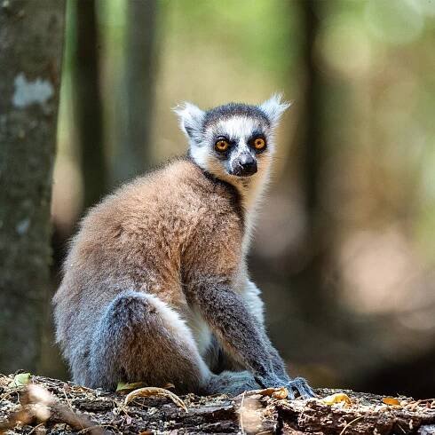 Madagascar's Pierced Heart | National Geographic