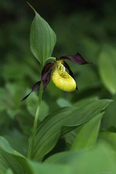 Střevíčník pantoflíček (Cypripedium calceolus)