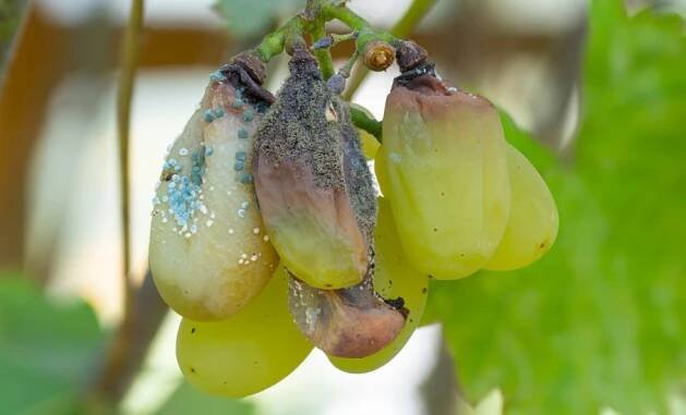 Botrytis (šedá hniloba) 