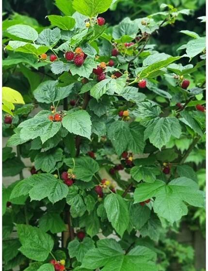 Malinový stromek, Malinová věž MALINÍK STROMEČKOVITÝ (Rubus ́RASPBERRY TOWER HARA ́ )