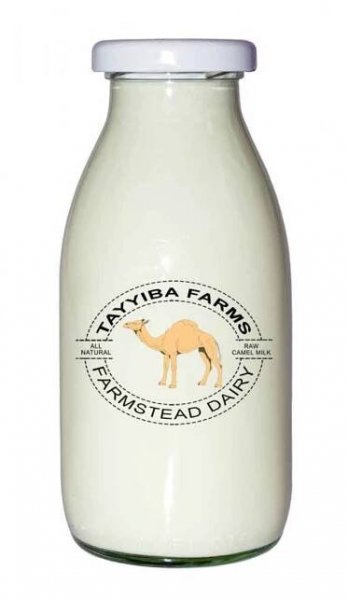 Buy Premium Fresh Raw Camel Milk - 1L Glass Bottle