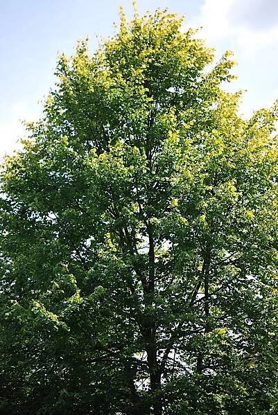 Arboretum Žampach 