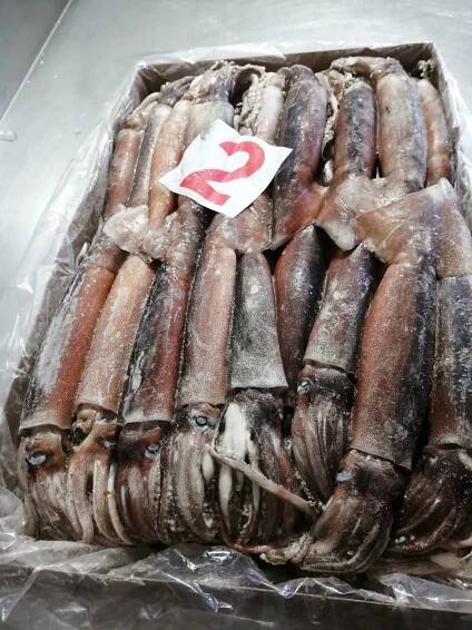 BP CORAL ZV 44 – Trip 4 – Illex Squid