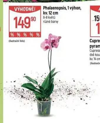 Globus Orchidea - phalaenopsis nabídka