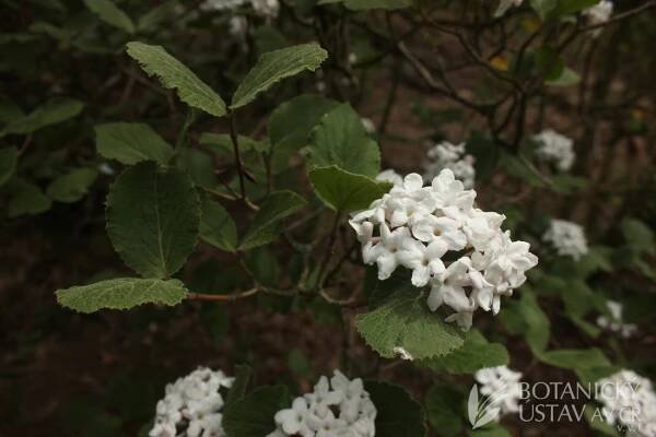 Viburnum carlesii - kalina Carlesiova | Lukáš Hrdinka | Autoři | iBotky.cz