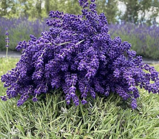 Purple bouqet harvested.jpg